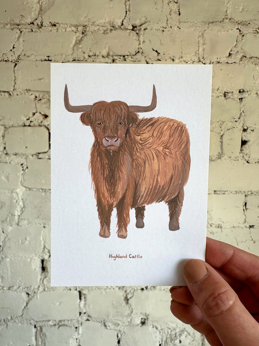 Highland Cattle Postcard