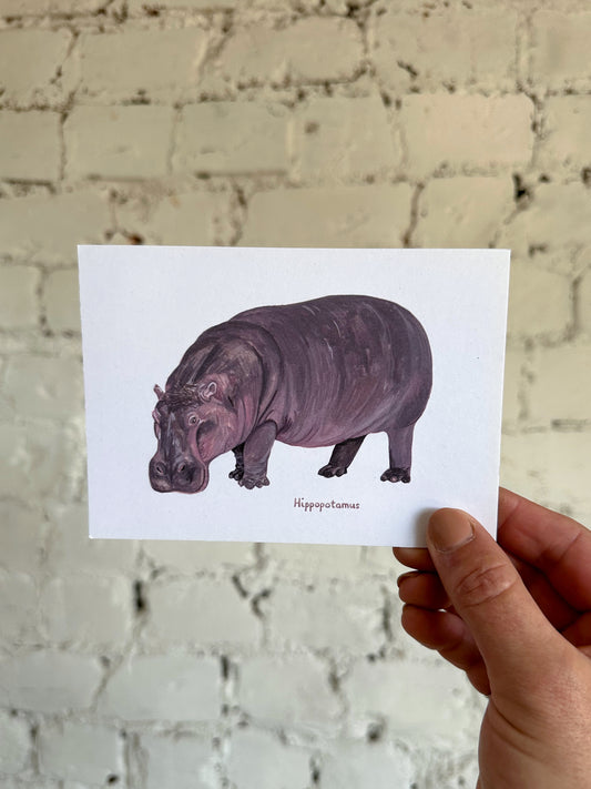 Hippopotamus Postcard