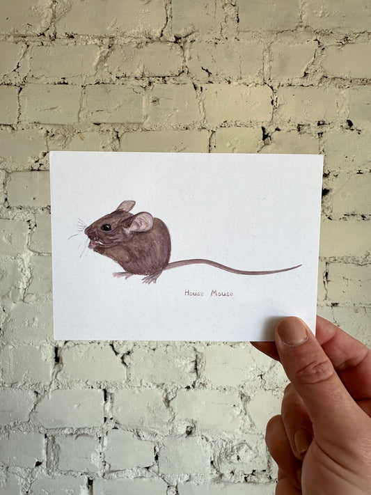 House Mouse Postcard
