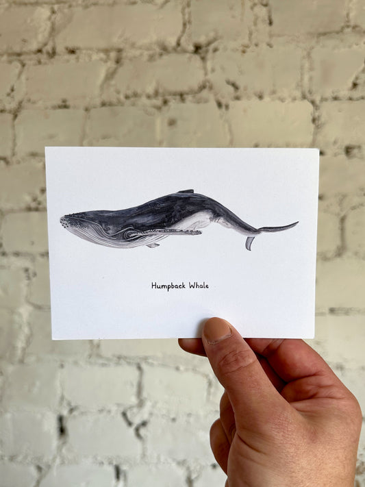 Humpback Whale Postcard