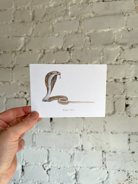 Indian Cobra Postcard
