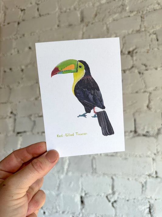 Keel Billed Toucan Postcard