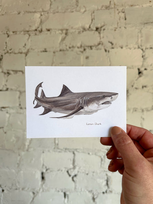 Lemon Shark Postcard