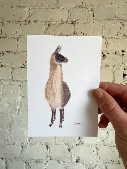Llama Postcard