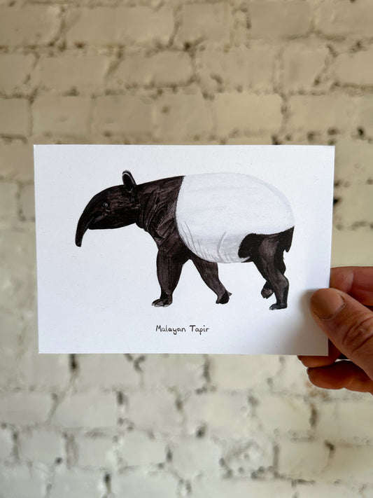Malayan Tapir Postcard