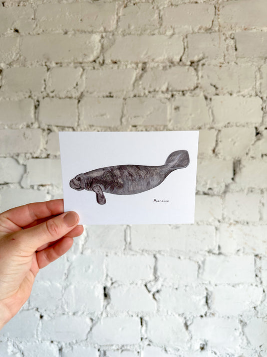 Manatee Postcard