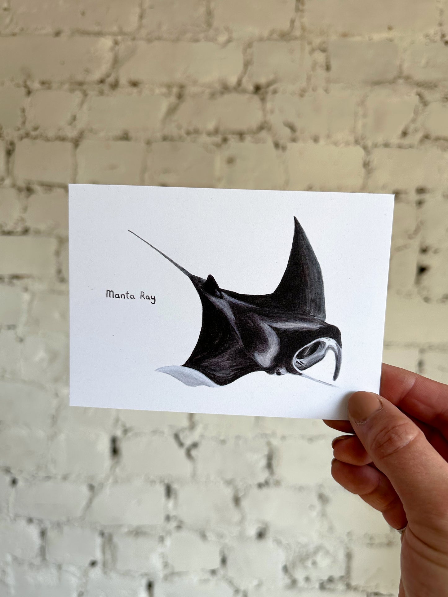 Manta Ray Postcard