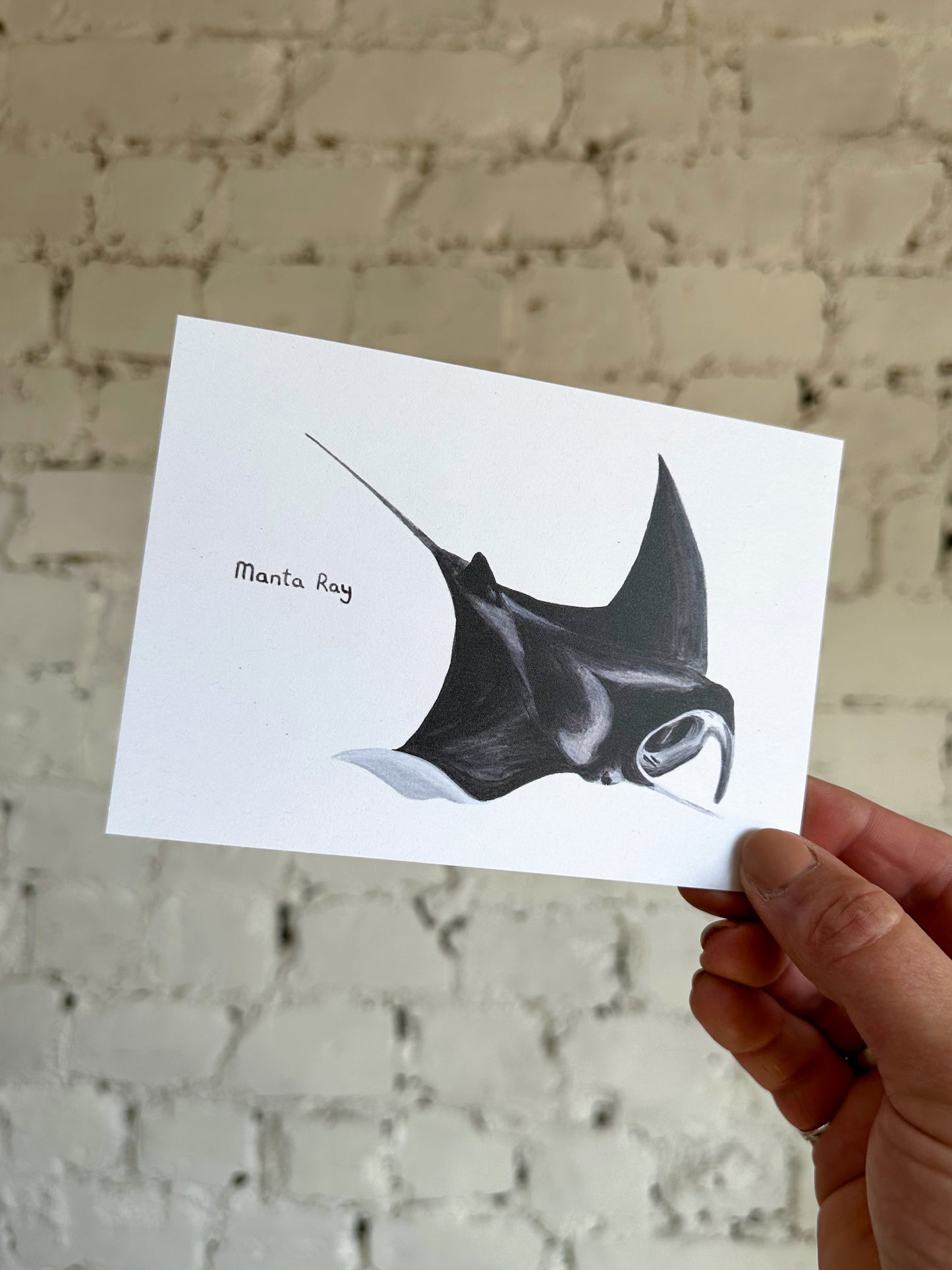 Manta Ray Postcard