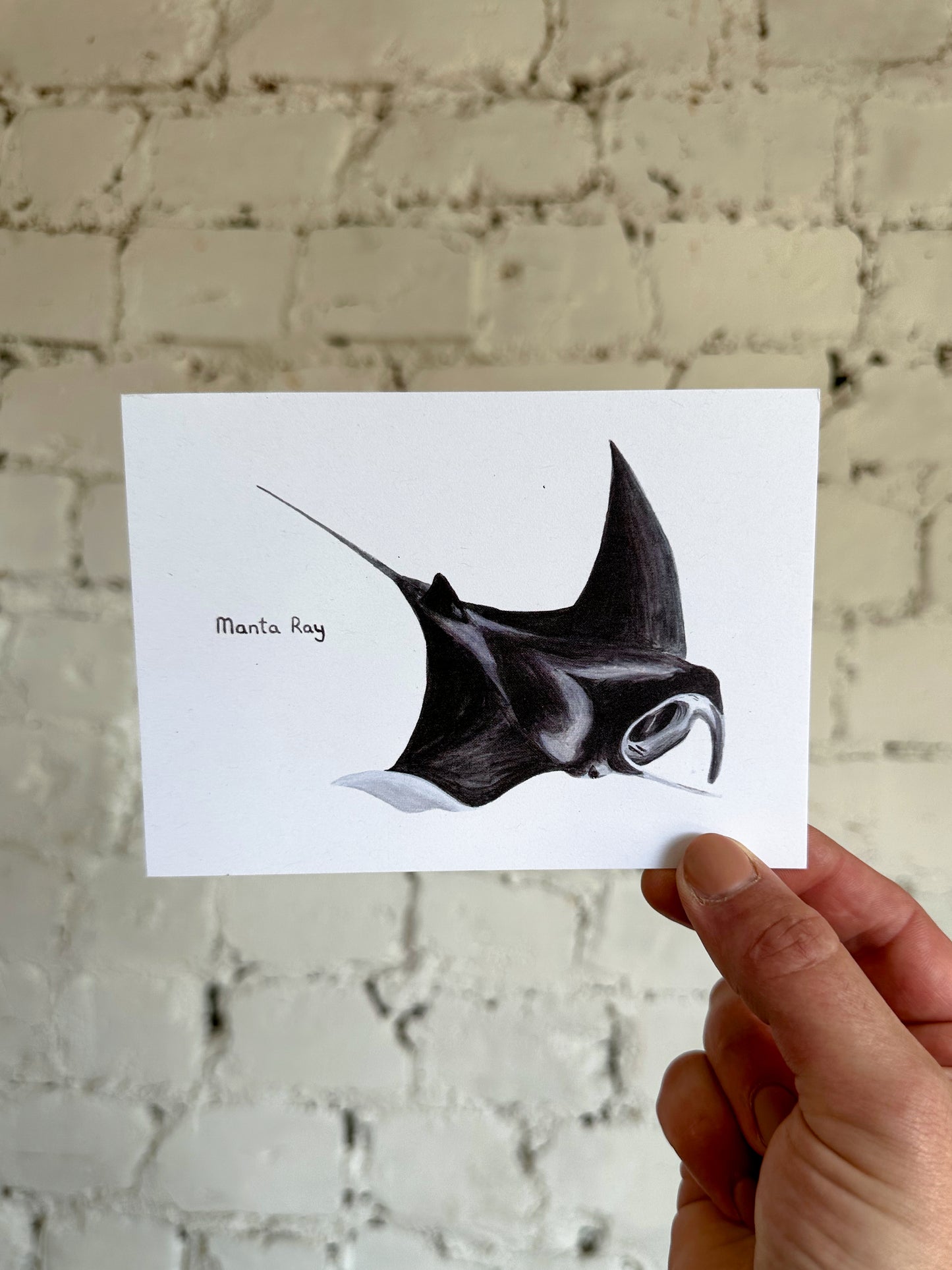 Manta Ray Postcard
