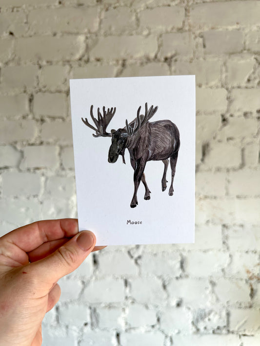 Moose Postcard