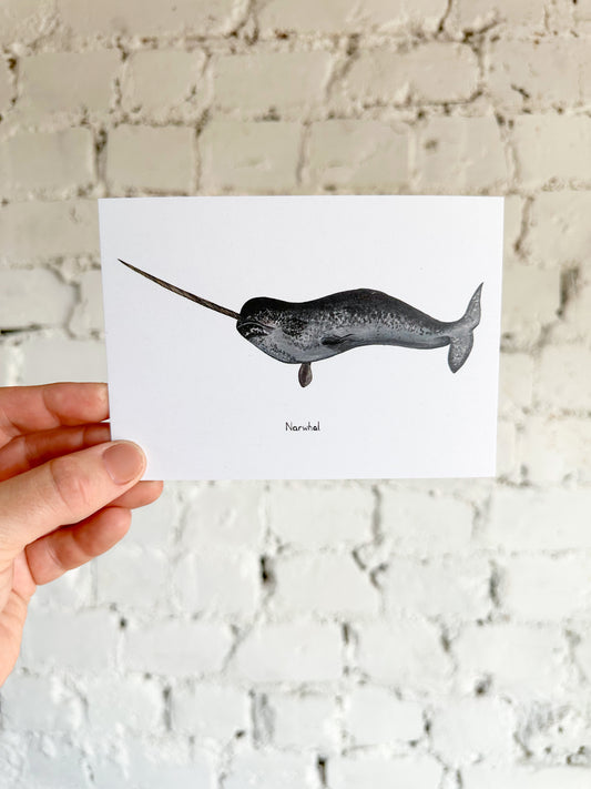 Narwhal Postcard