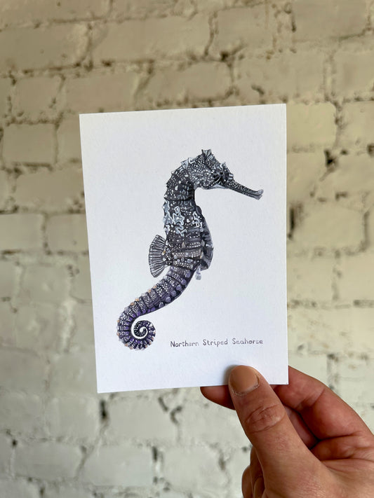 Northern Striped Seahorse Postcard