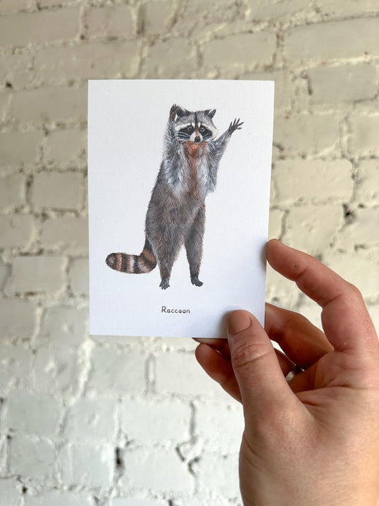 Excited Raccoon Postcard