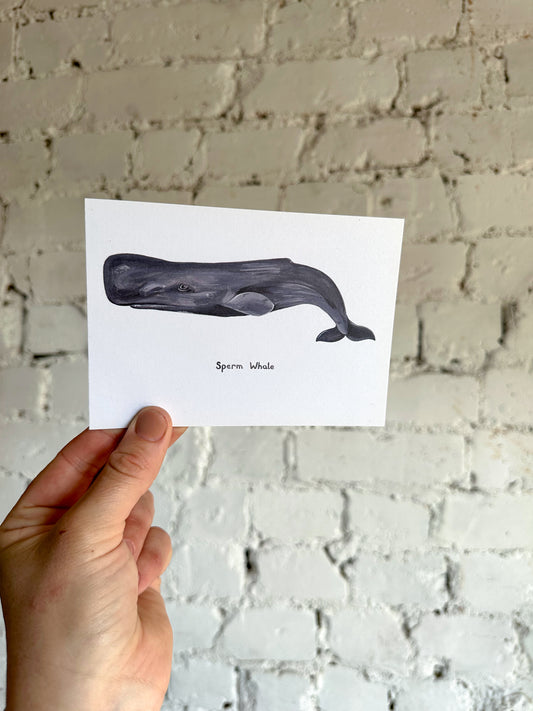 Sperm Whale Postcard