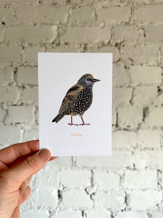 Starling Postcard