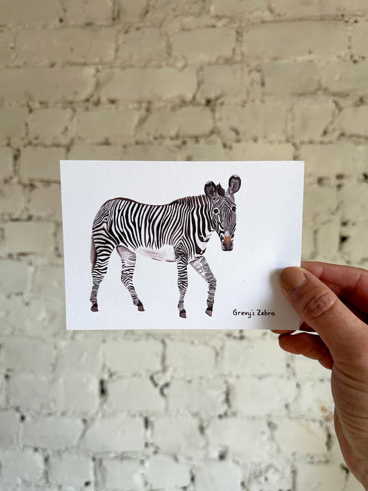 Grevy's Zebra Postcard