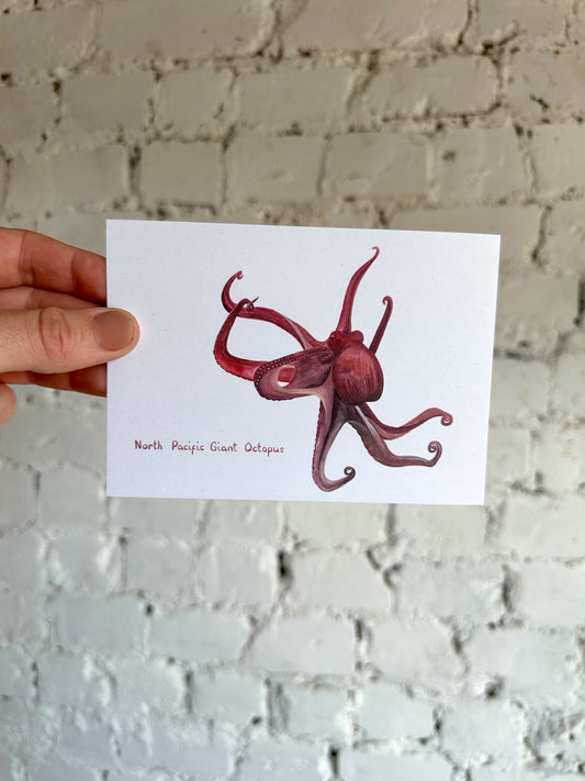 North Pacific Giant Octopus Postcard