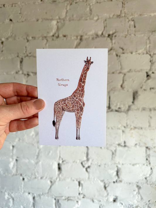 Northern Giraffe Postcard