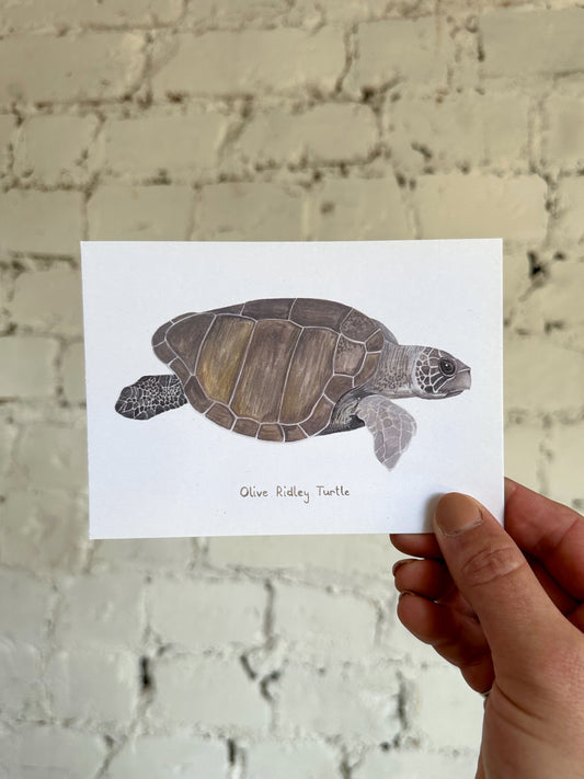 Olive Ridley Turtle Postcard