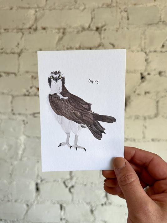 Osprey Postcard