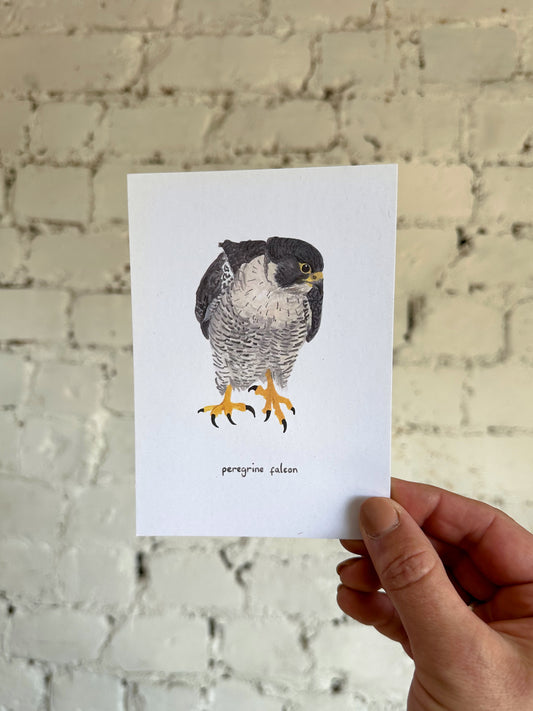 Peregrine Falcon Postcard