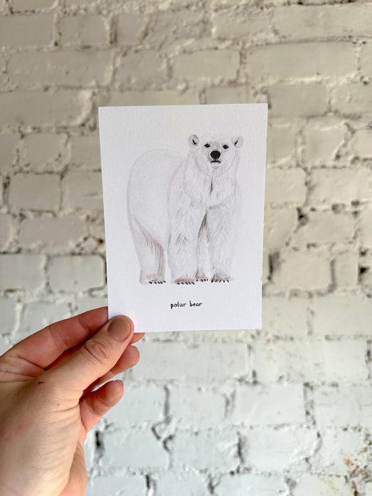 Polar Bear Postcard