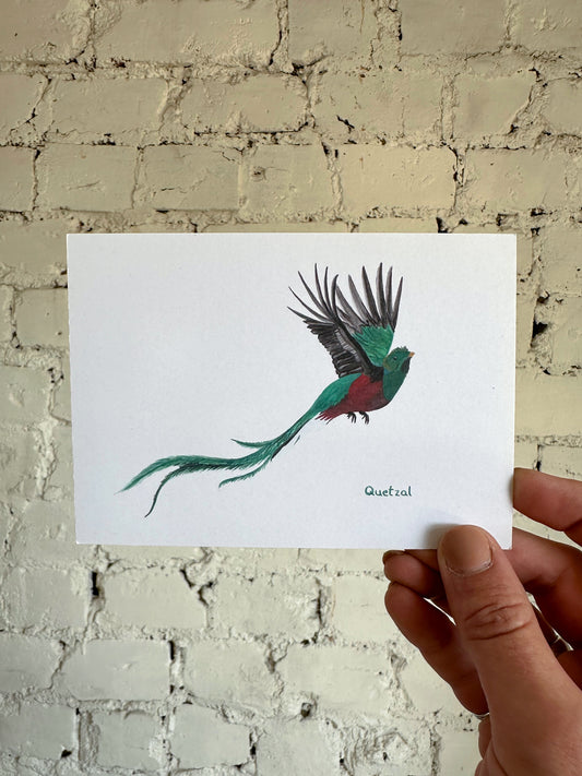 Quetzal Postcard