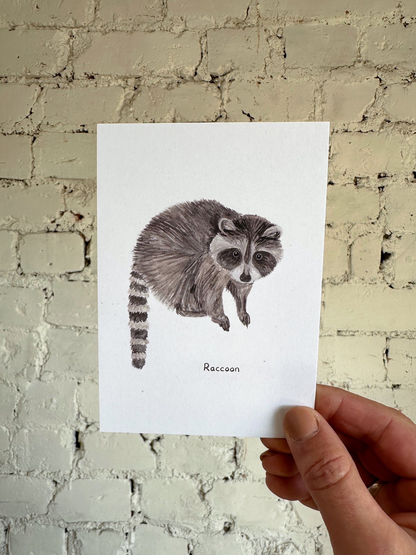 Raccoon Postcard