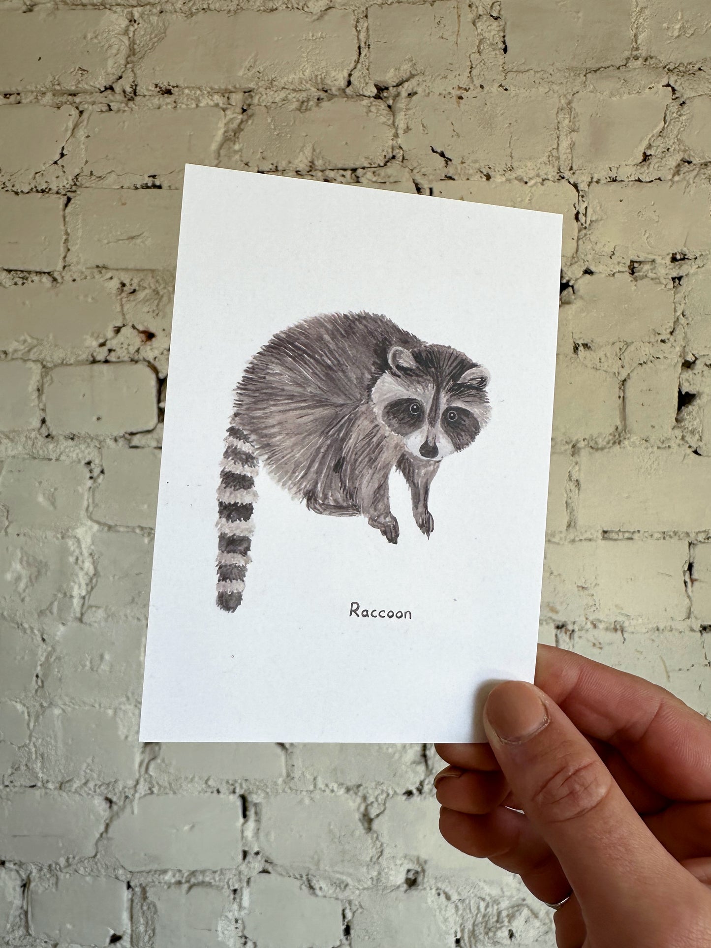 Raccoon Postcard