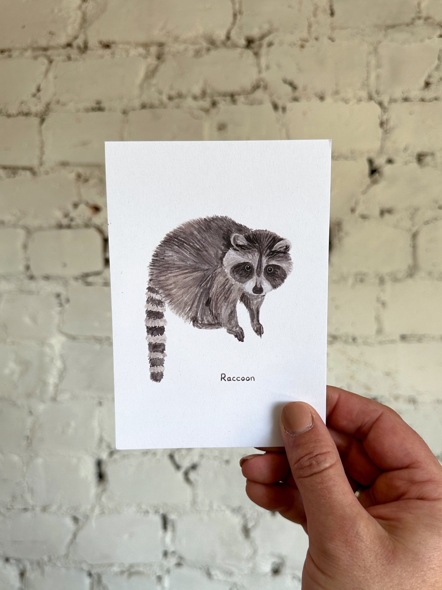 Raccoon Postcard