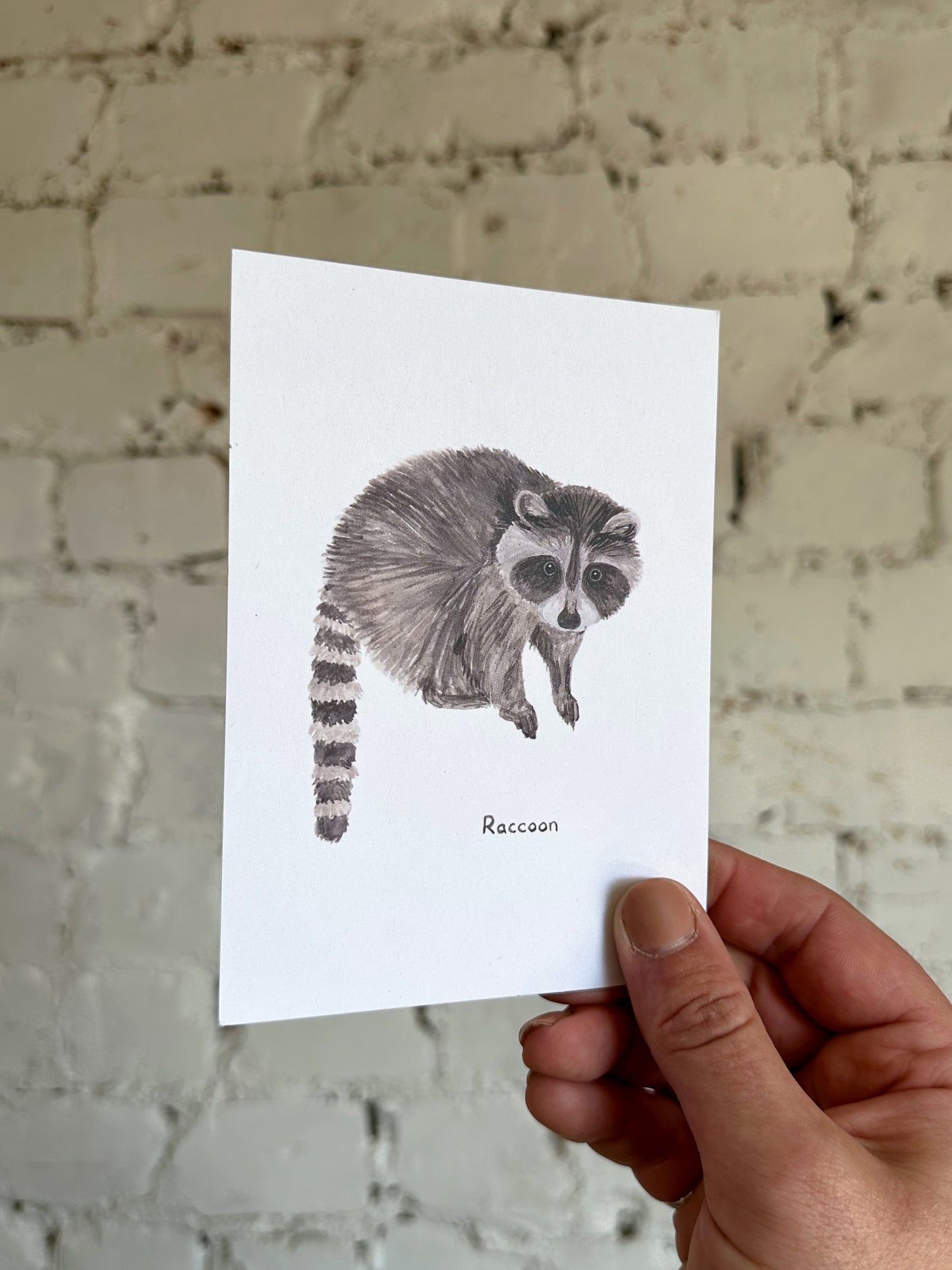 Raccoon Postcard