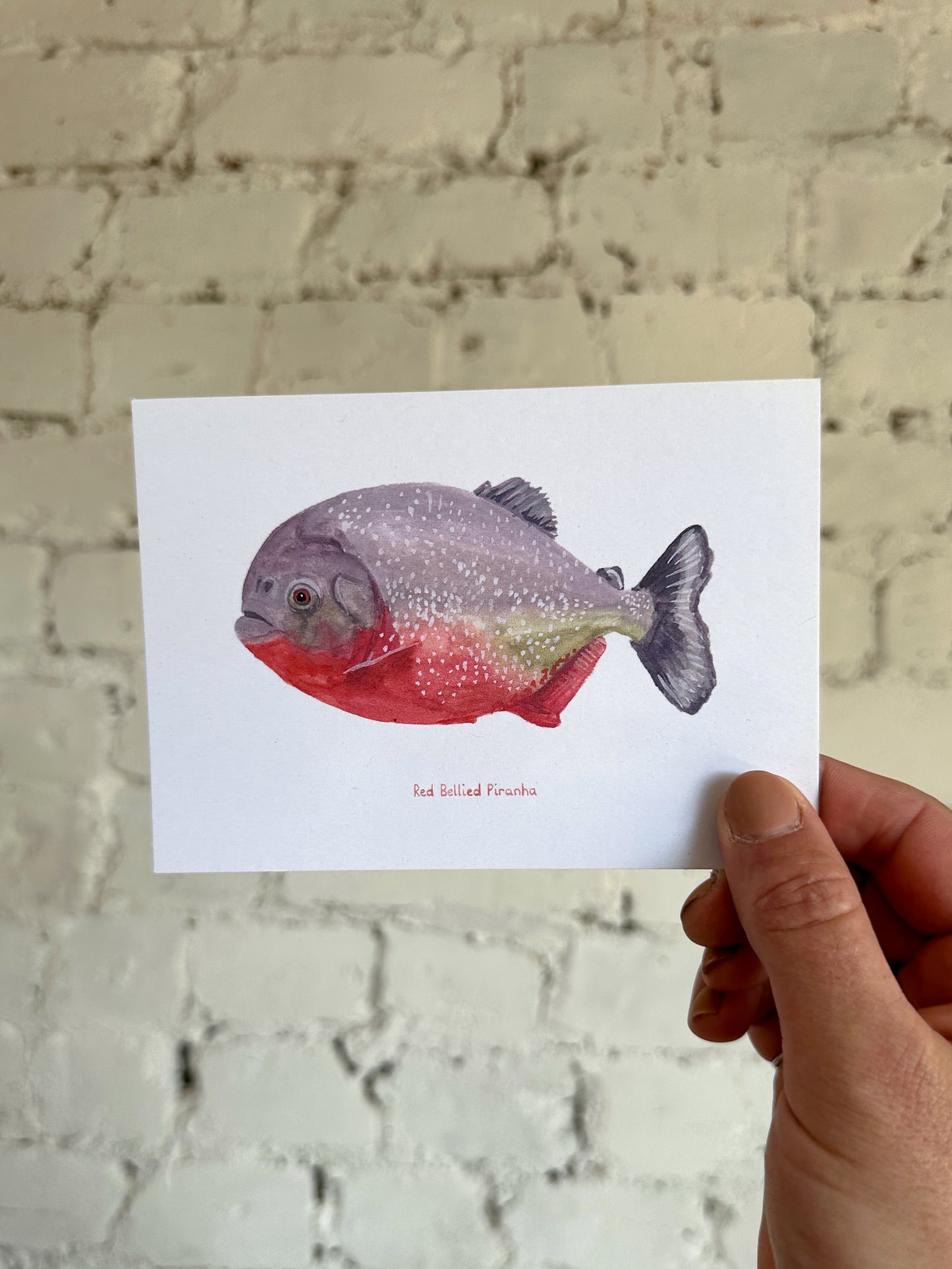 Red Bellied Piranha Postcard