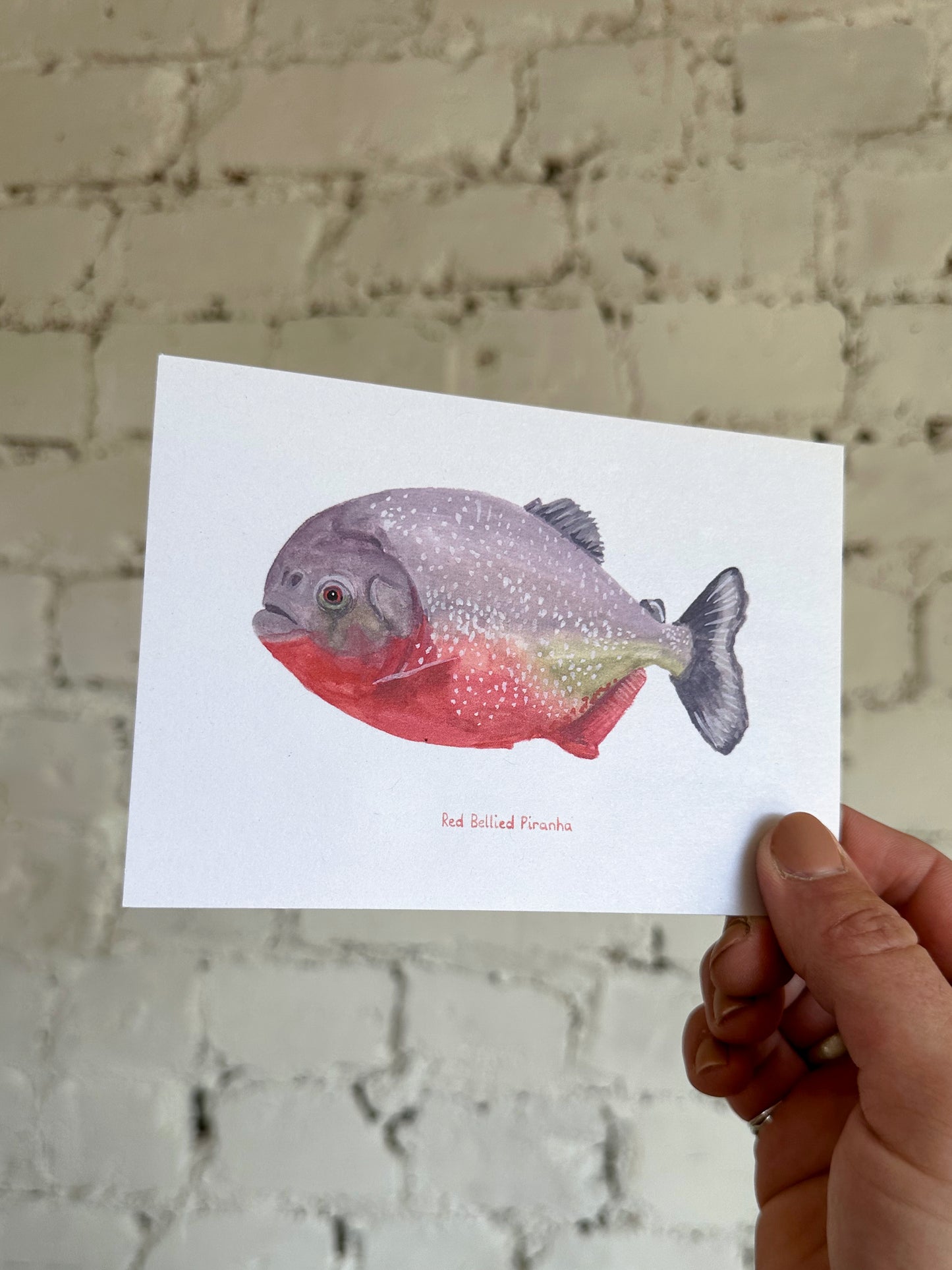 Red Bellied Piranha Postcard