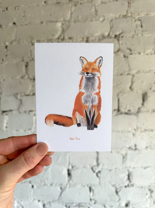 Red Fox Postcard