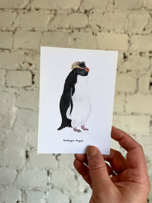 Rockhopper Penguin Postcard