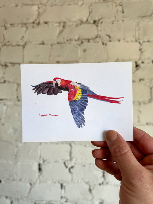 Scarlet Macaw Postcard