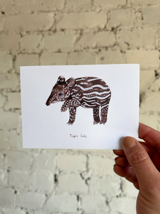 Tapir Calf Postcard