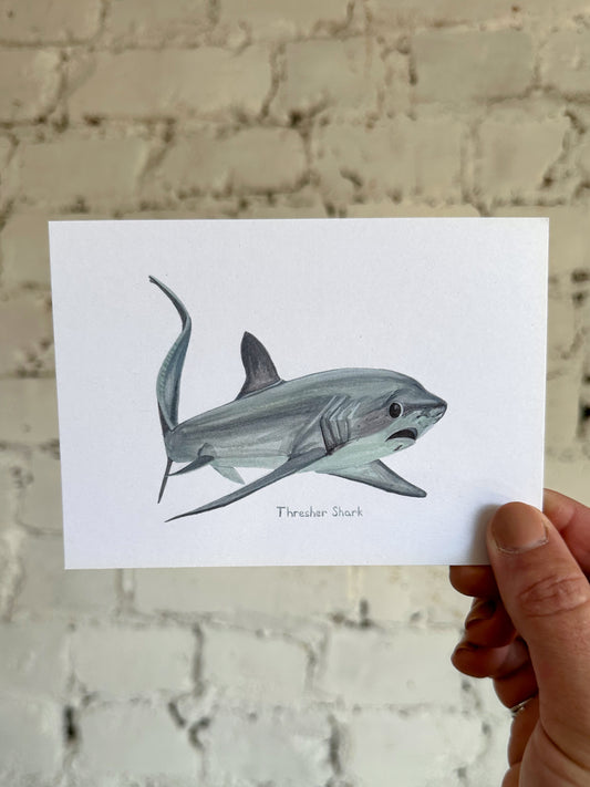 Thresher Shark Postcard