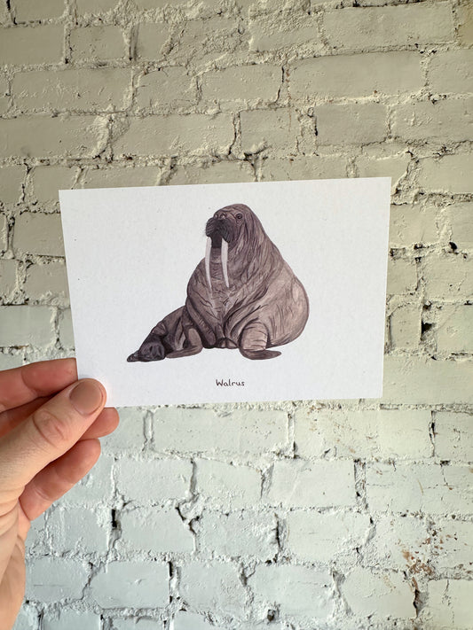 Walrus Postcard