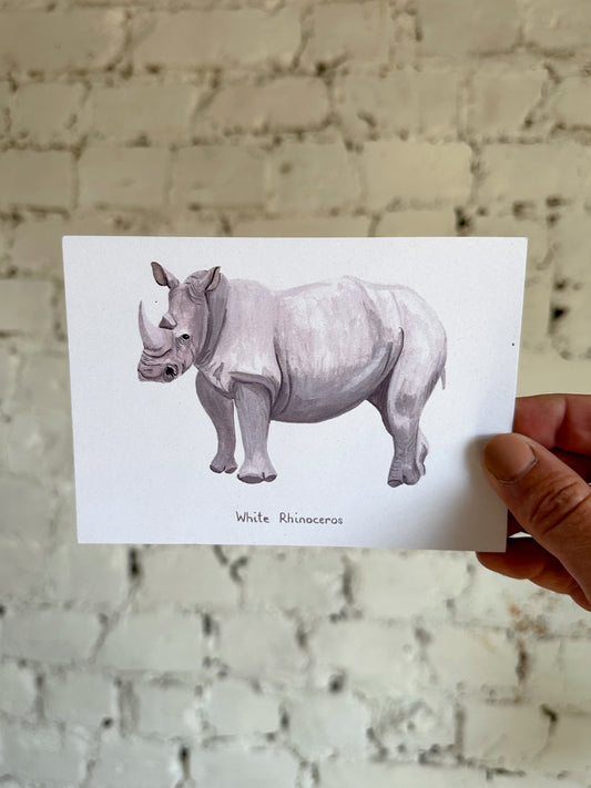 White Rhinoceros Postcard