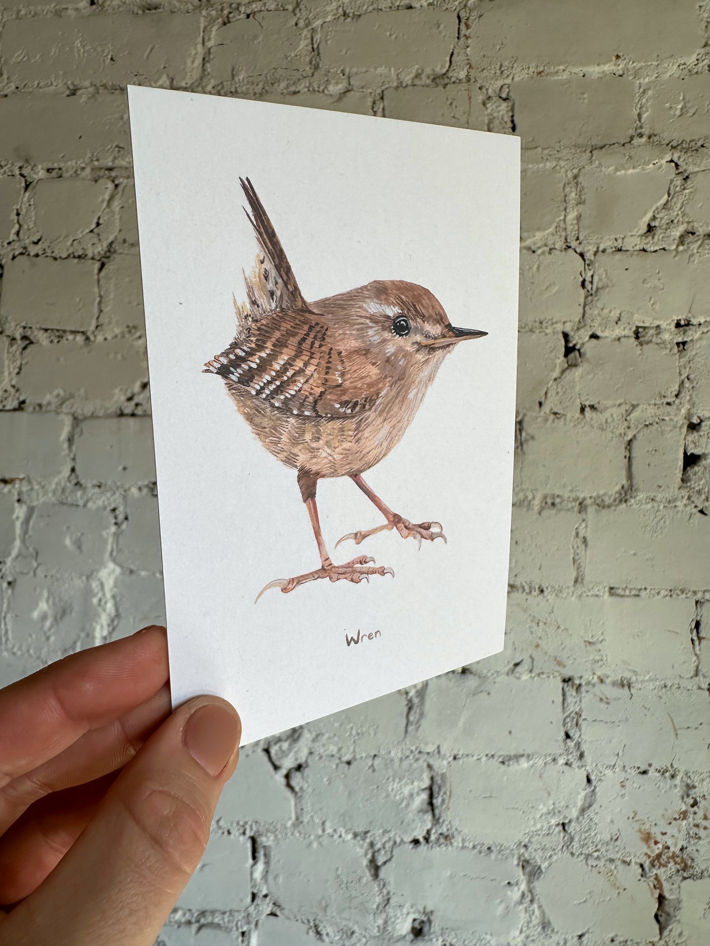 Wren Postcard