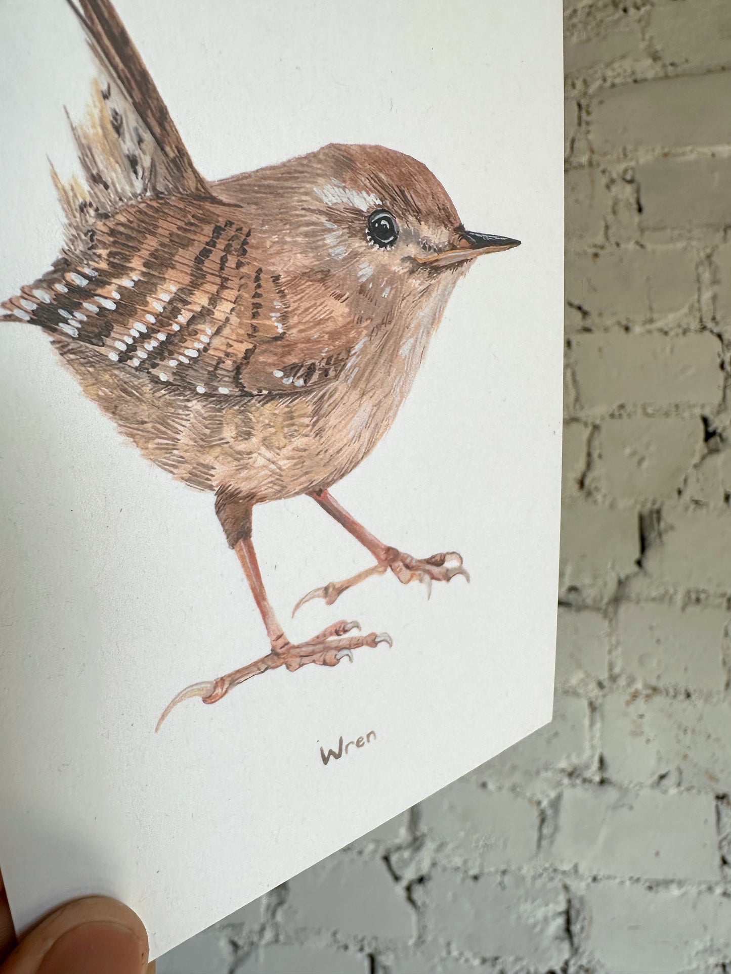 Wren Postcard
