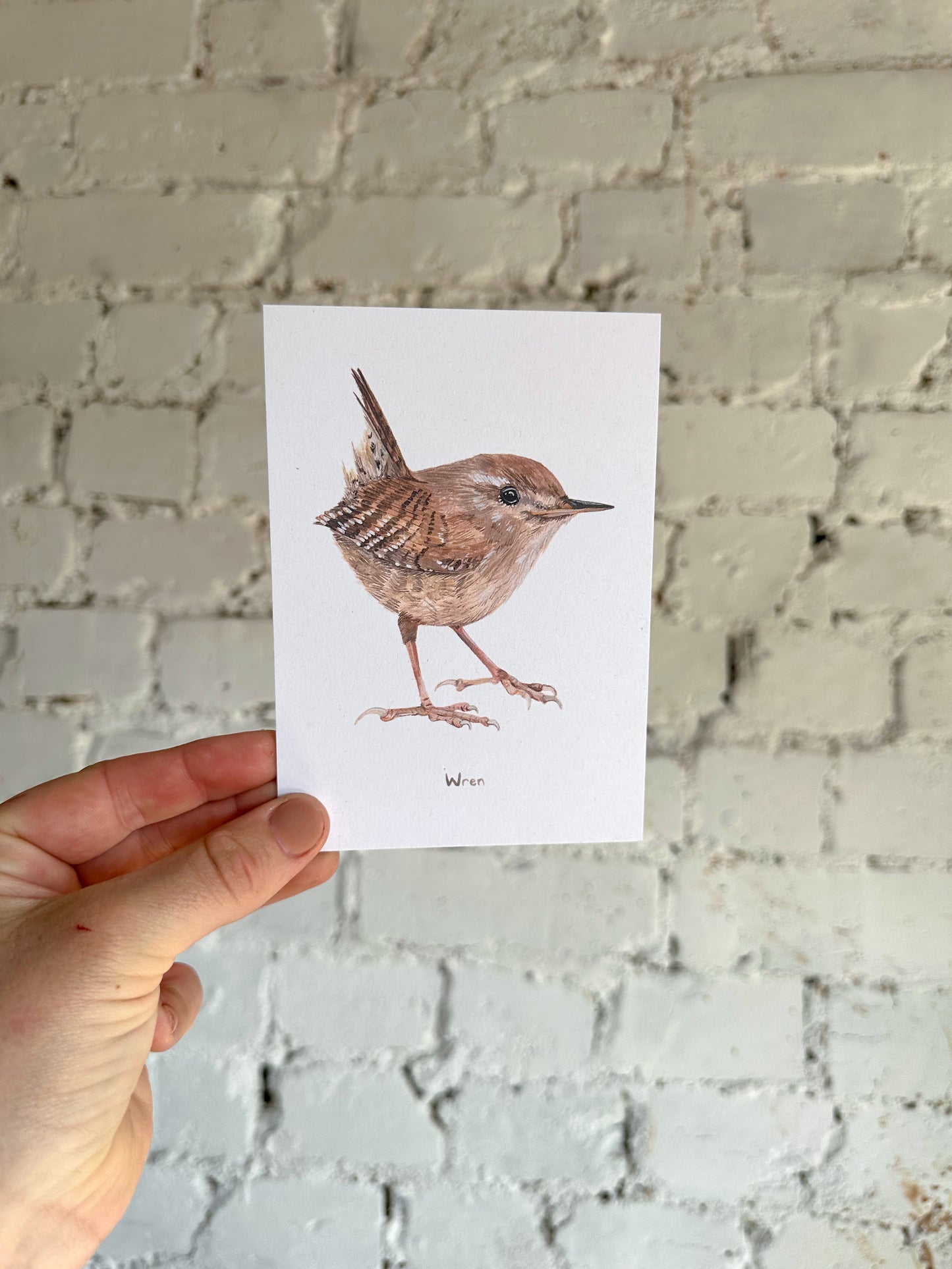 Wren Postcard