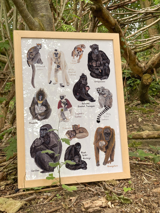 Primate Mothers Print