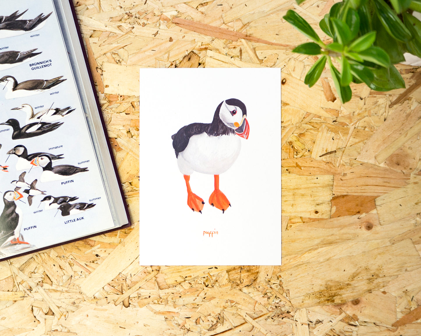 Puffin Postcard