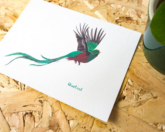 Quetzal Postcard