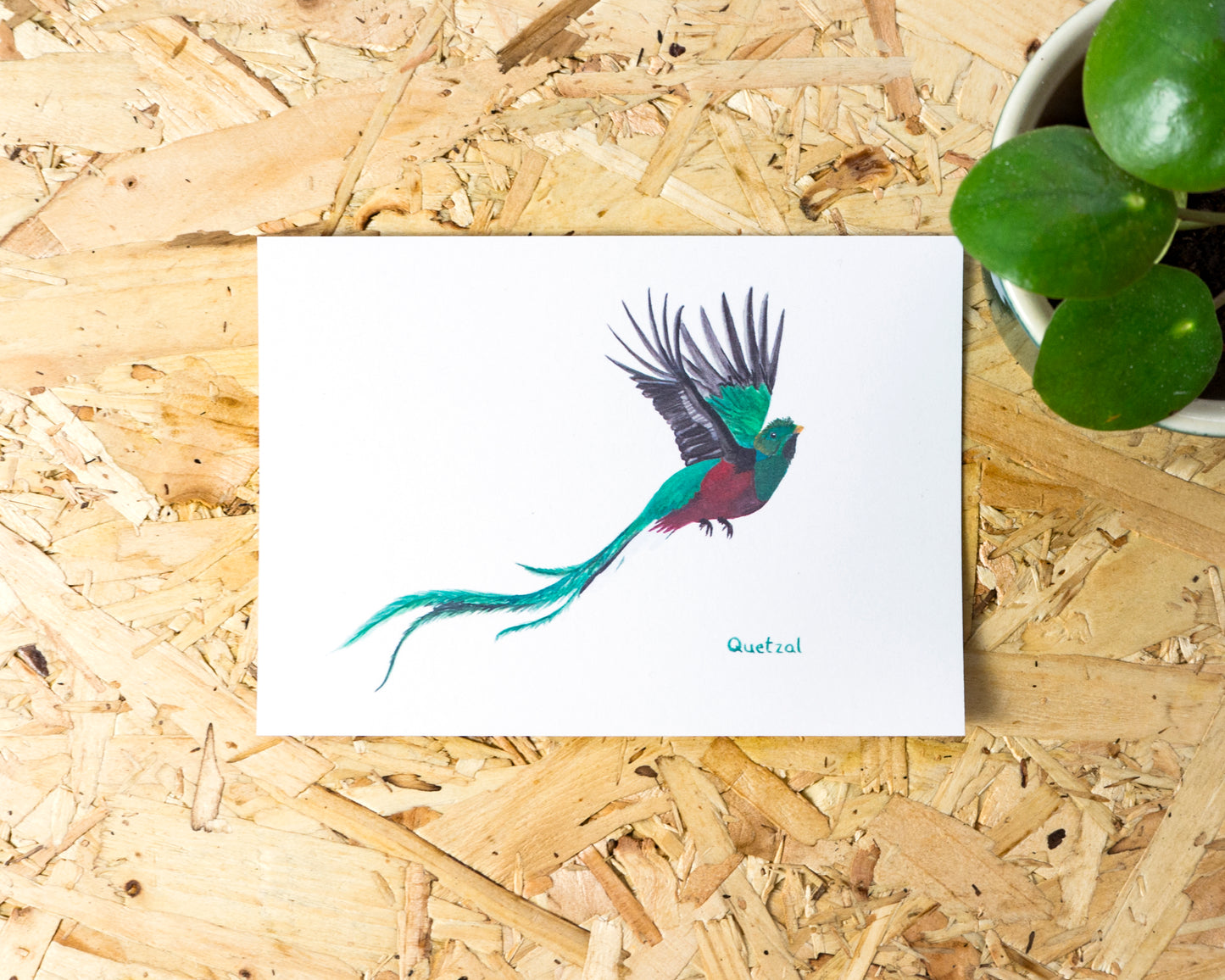 Quetzal Postcard