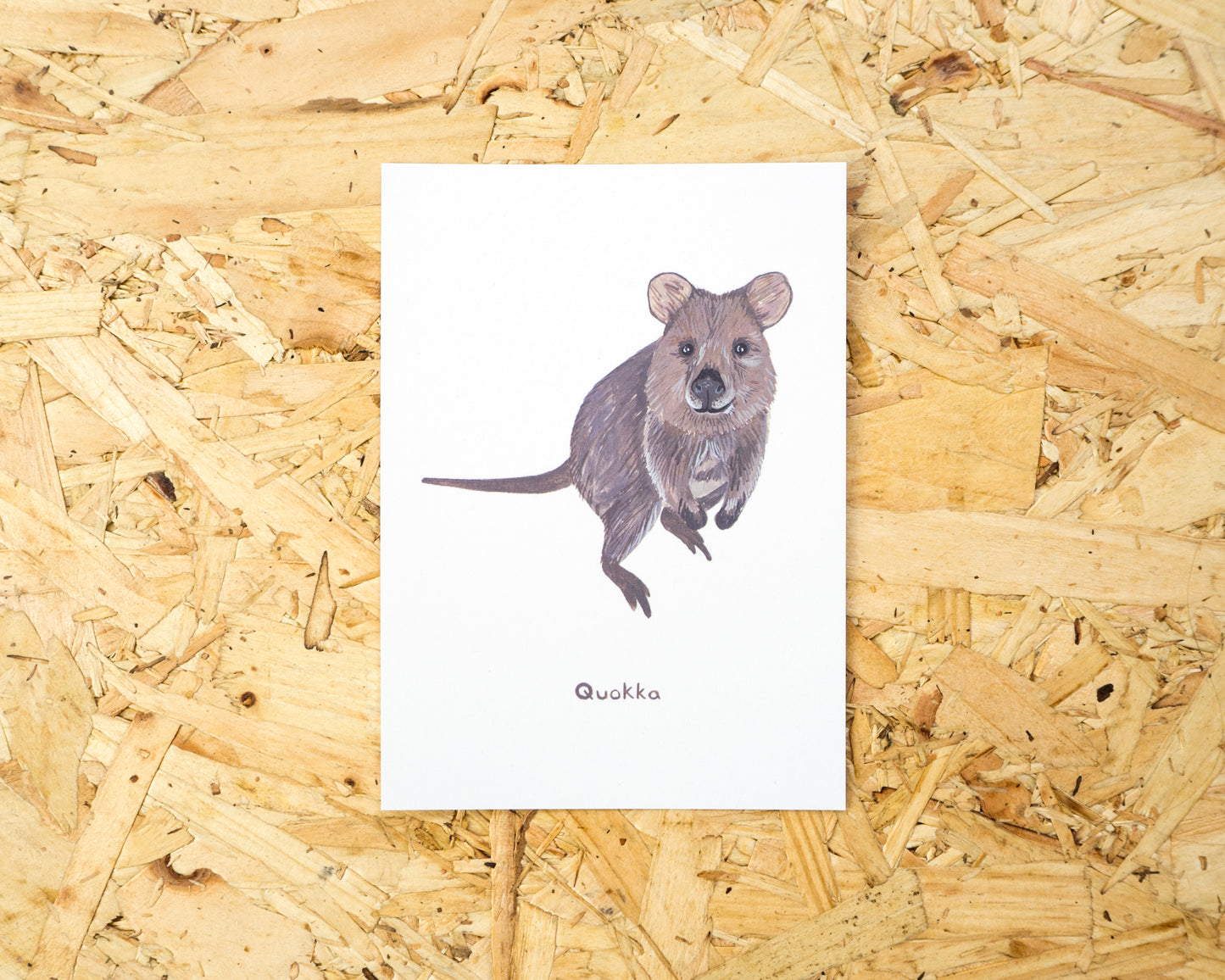 Quokka Postcard