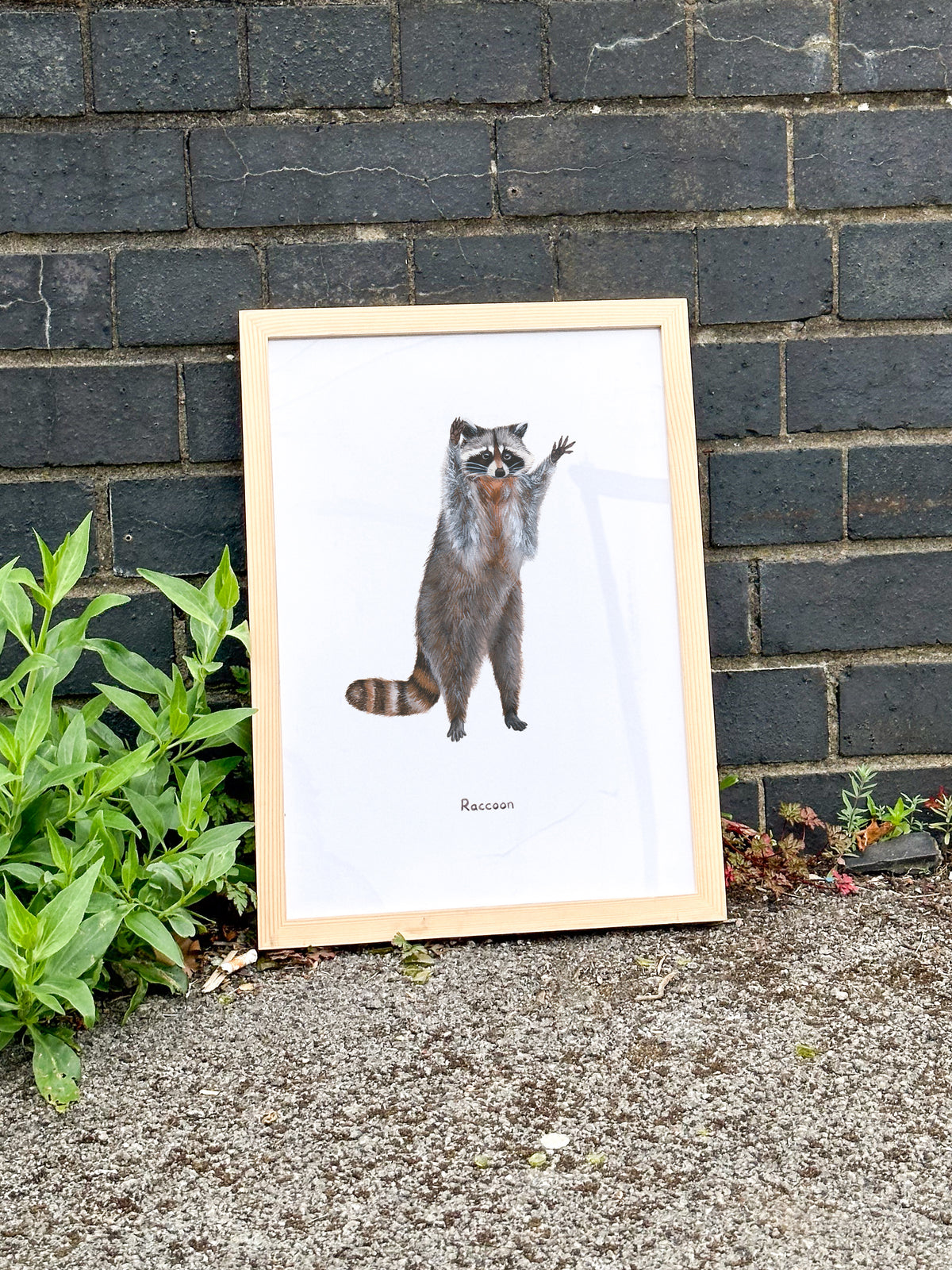 Raccoon Art Print