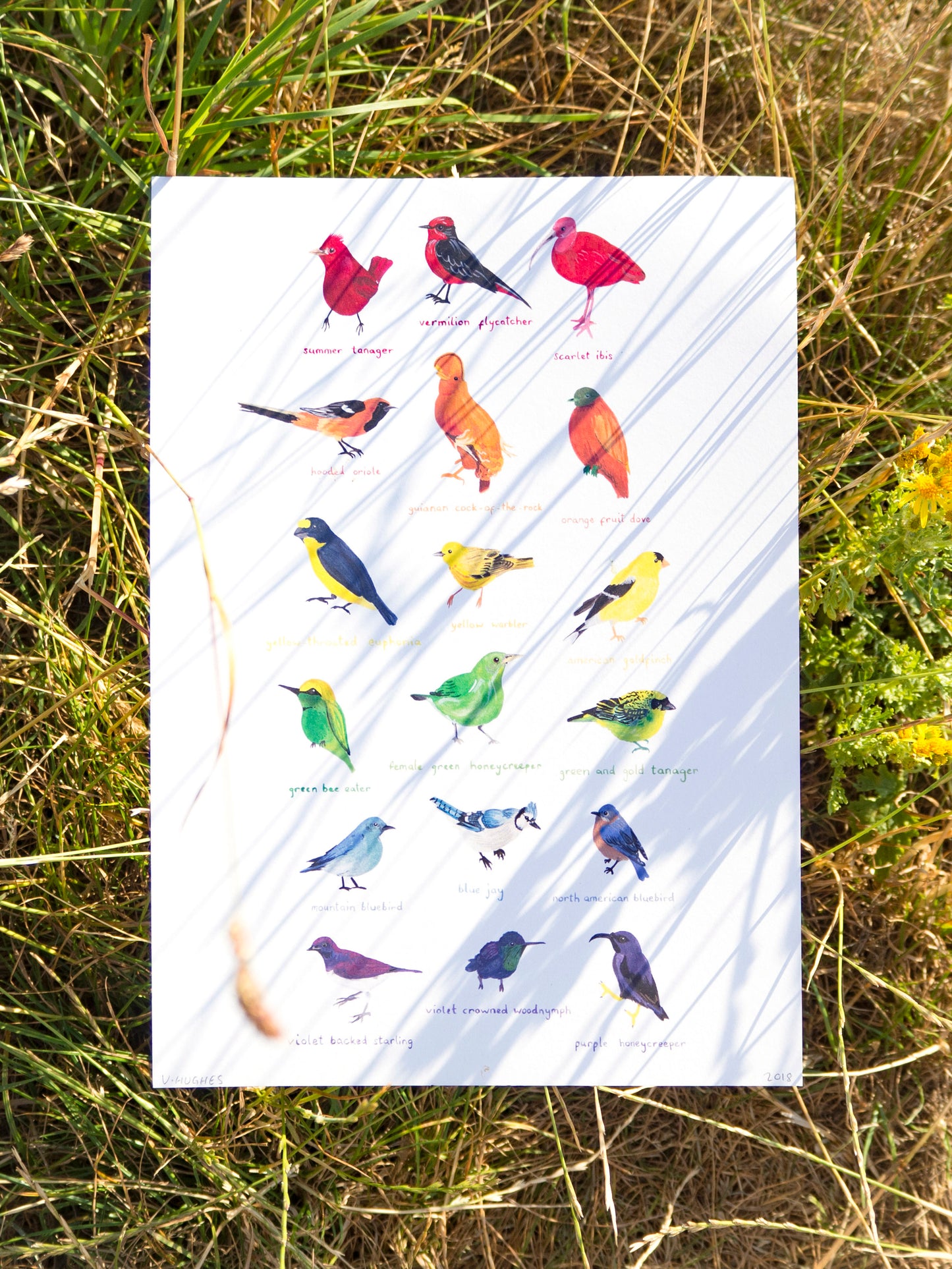 Rainbow Birds Print